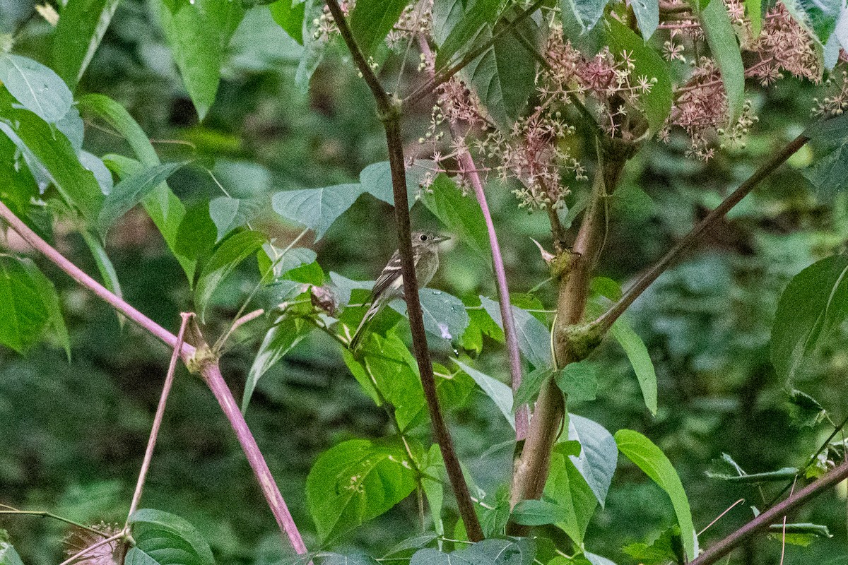 Alder/Willow Flycatcher (Traill's Flycatcher) - ML174437341