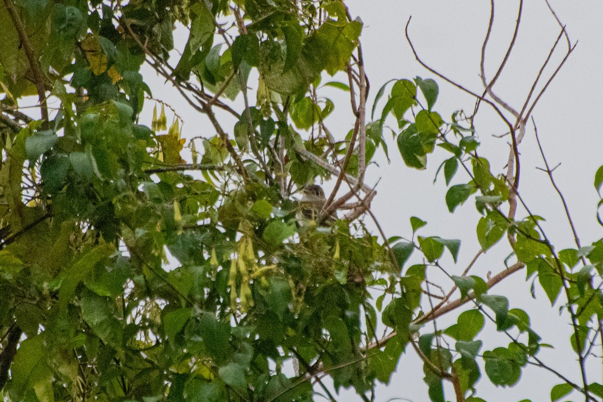 Least Flycatcher - ML174438081