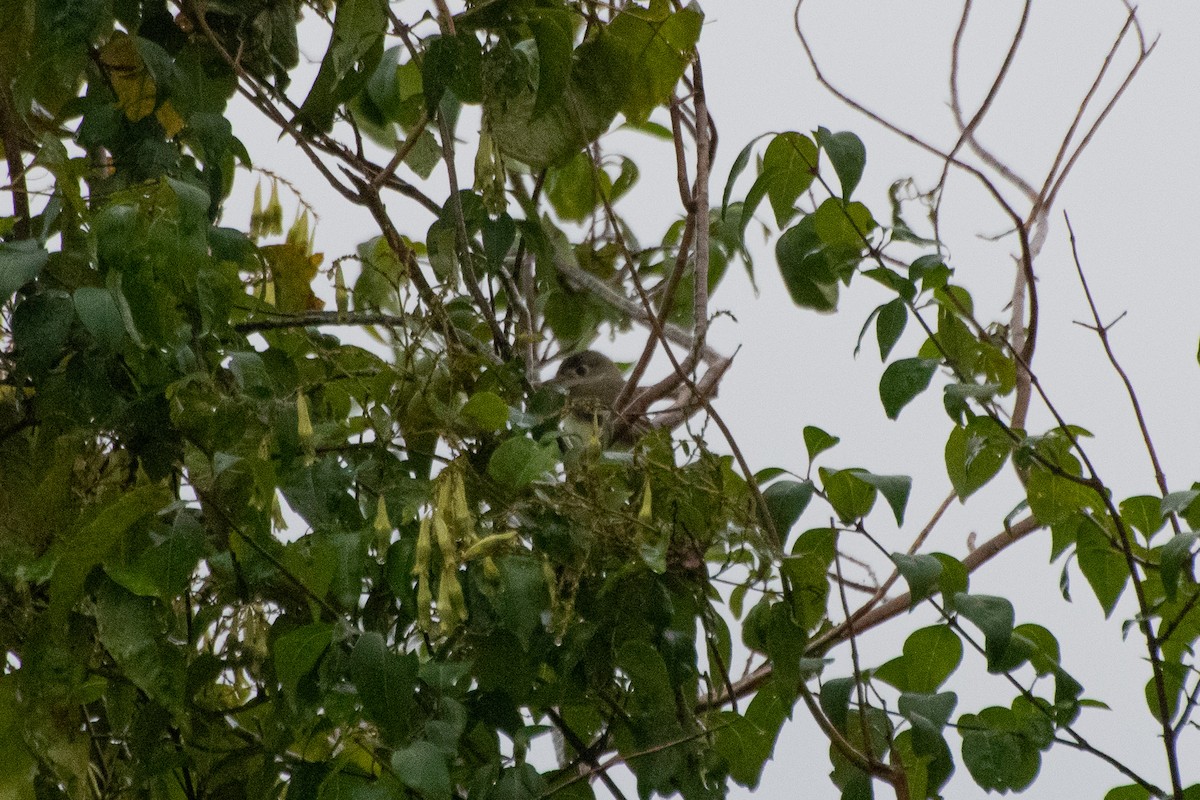 Least Flycatcher - ML174438091
