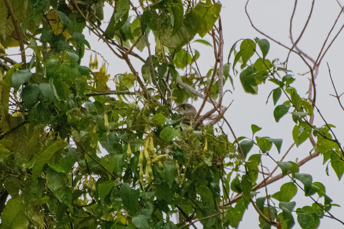 Least Flycatcher - ML174438101