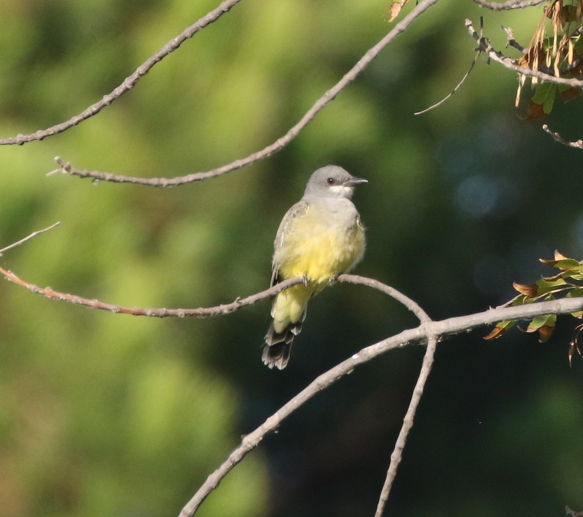 Cassin's Kingbird - Mike "mlovest" Miller