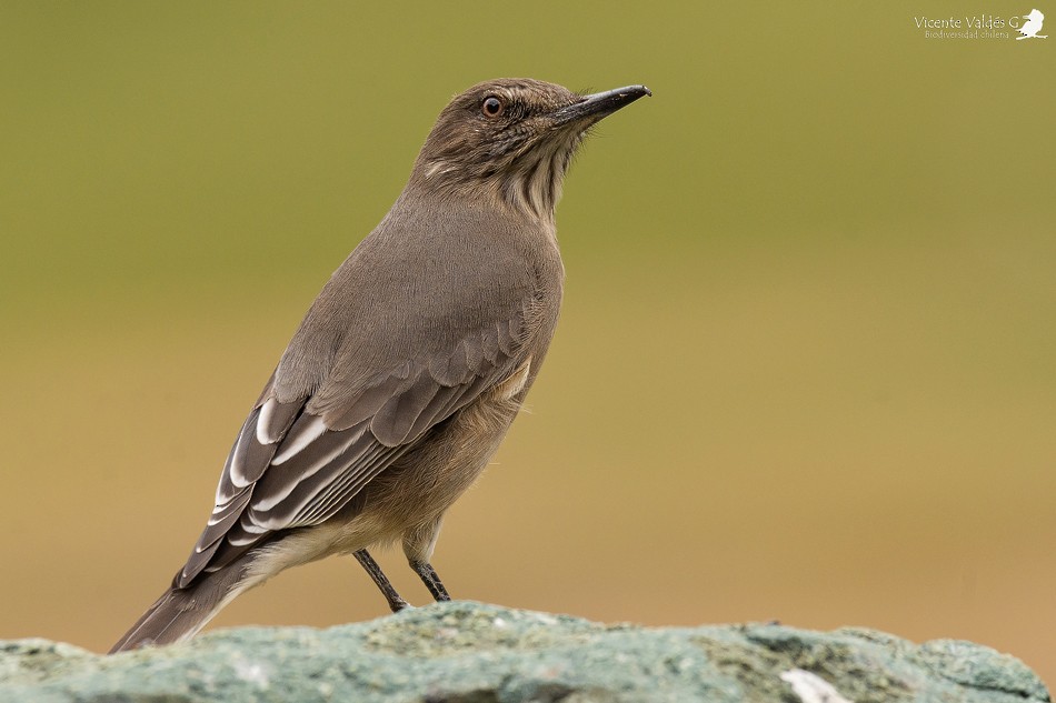 Black-billed Shrike-Tyrant - ML174440031