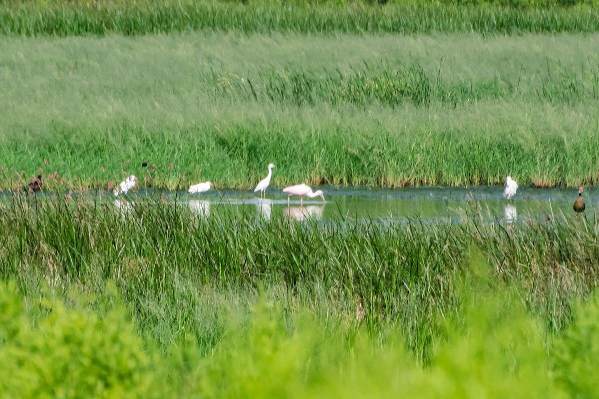 Roseate Spoonbill - ML174441561