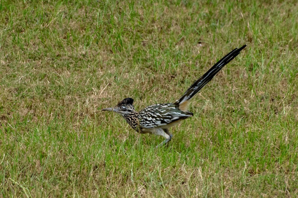 Greater Roadrunner - Andrew Lydeard