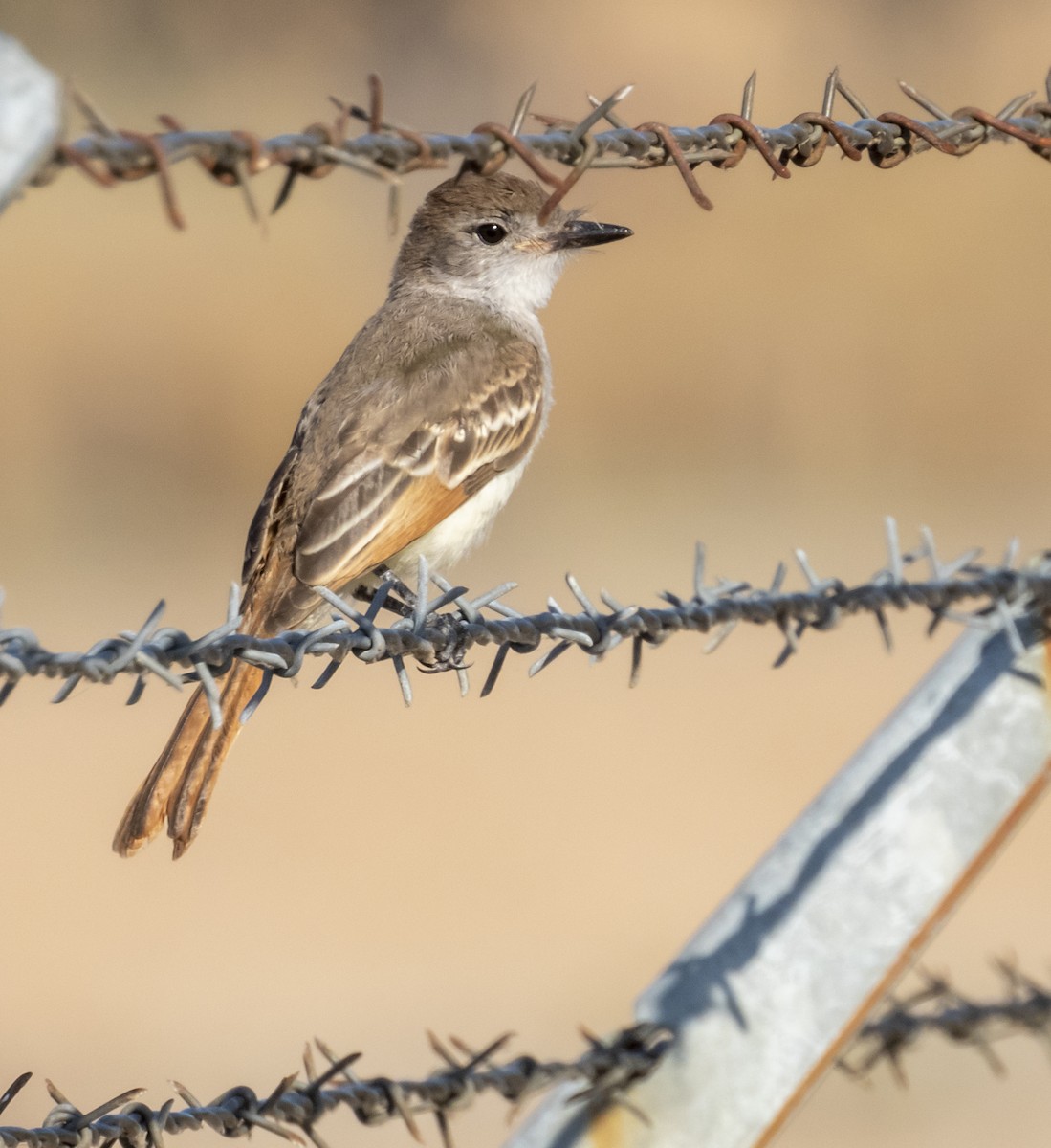 Ash-throated Flycatcher - Norman Pillsbury