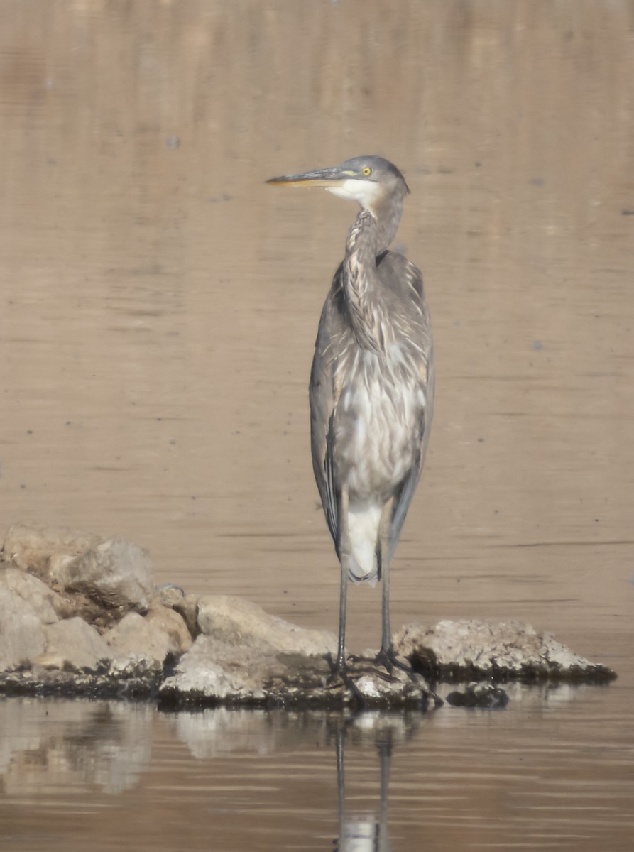 Great Blue Heron - ML174444631