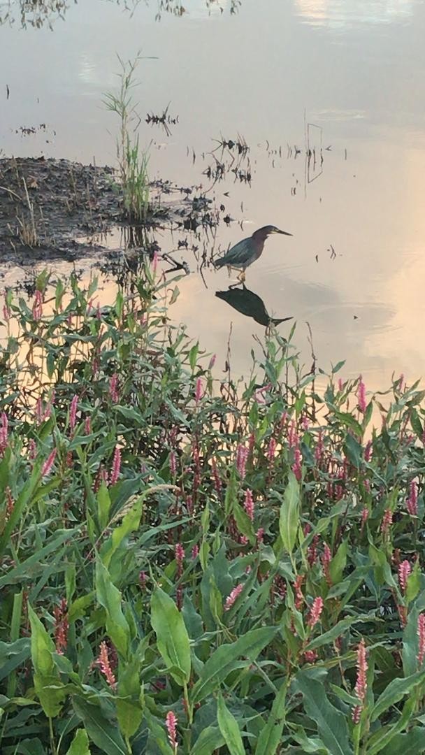 volavka zelenavá - ML174444991