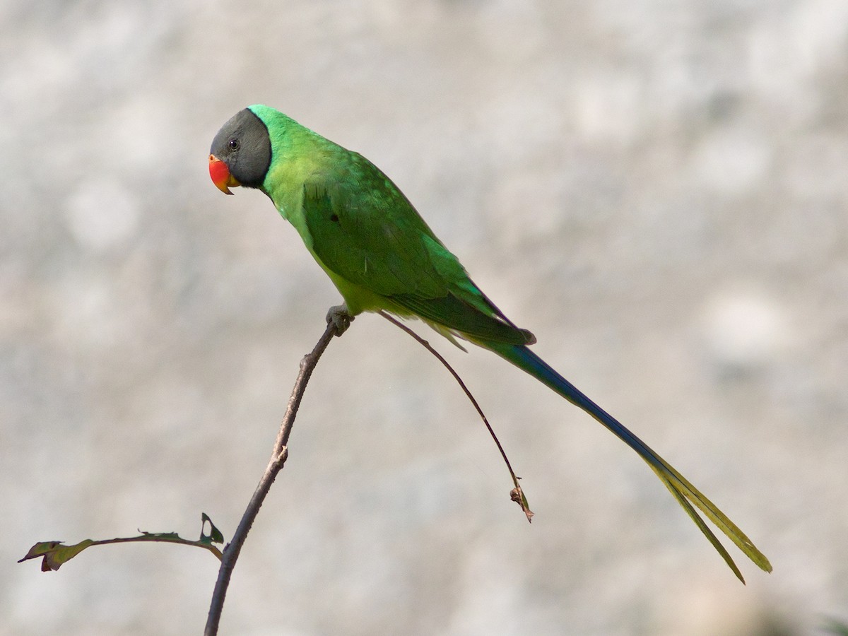 Slaty-headed Parakeet - ML174445451