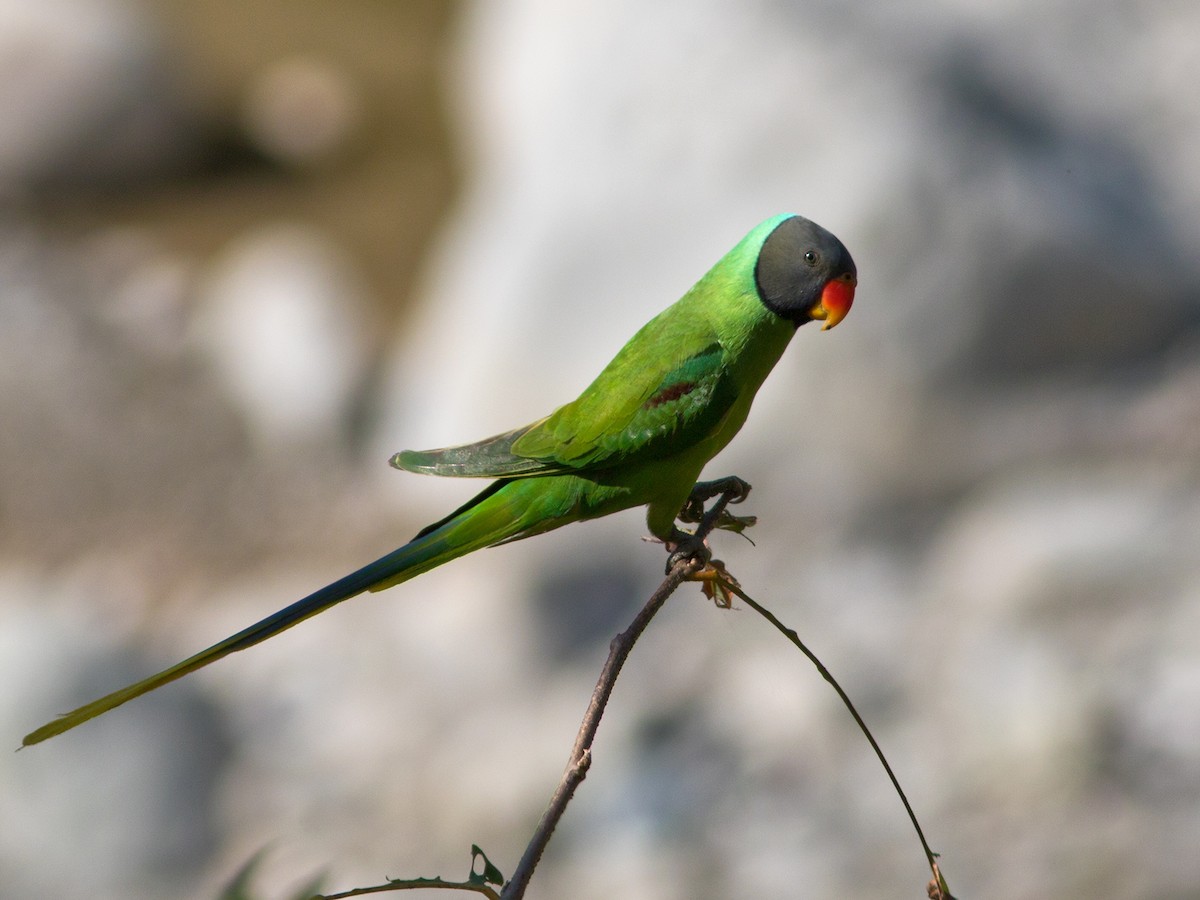 Slaty-headed Parakeet - ML174445461