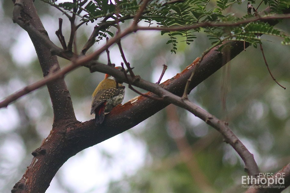 Abyssinian Woodpecker - ML174447251