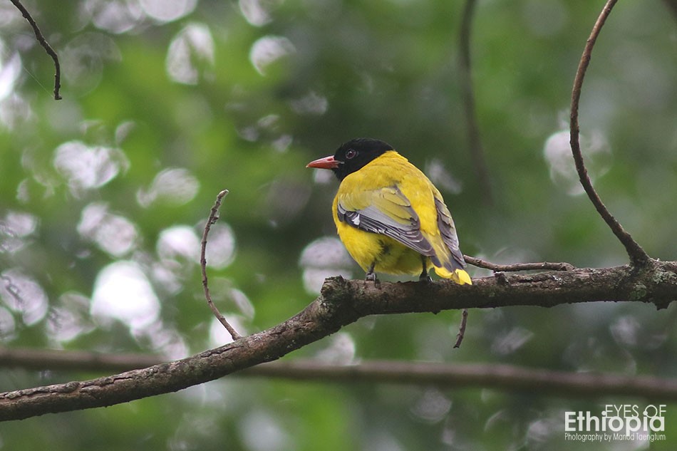 Ethiopian Black-headed Oriole - Manod Taengtum