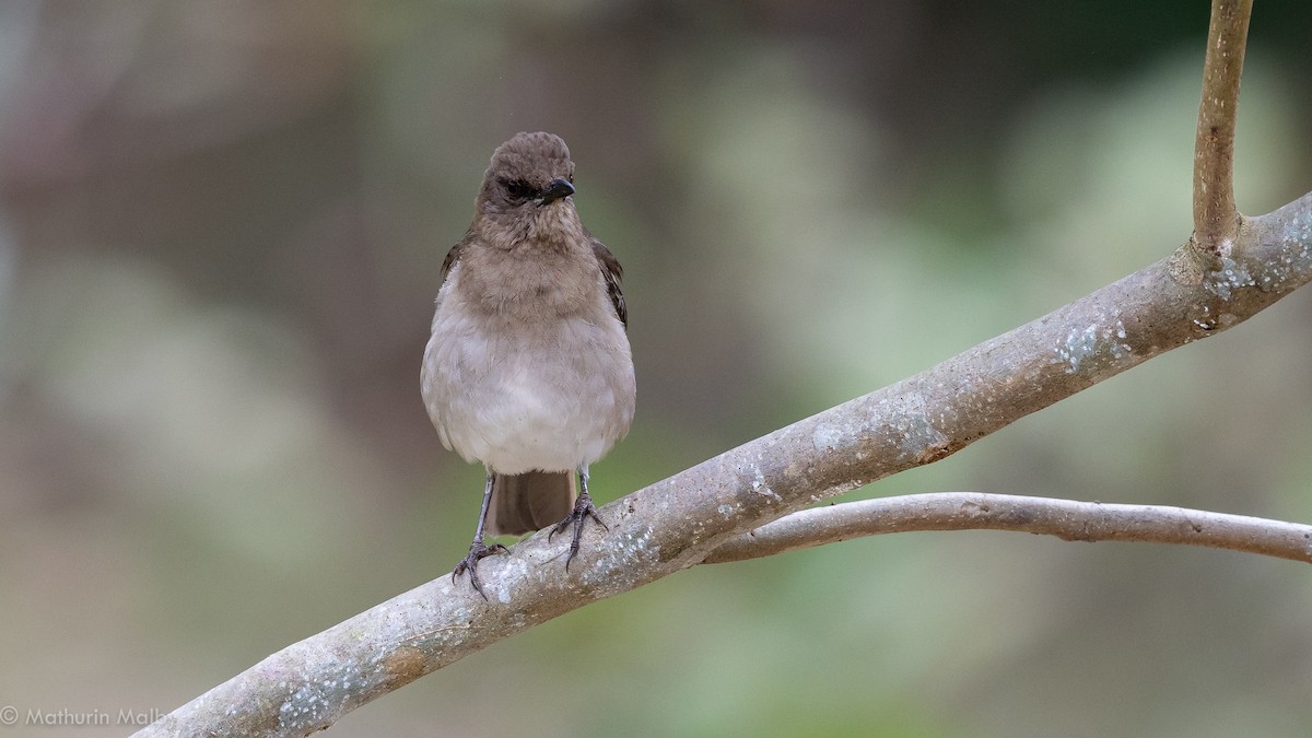 Black-billed Thrush - ML174449891