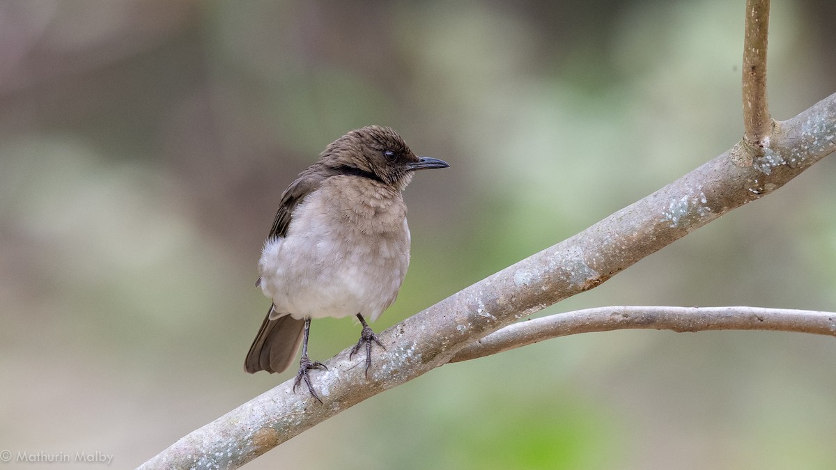 Black-billed Thrush - ML174449901