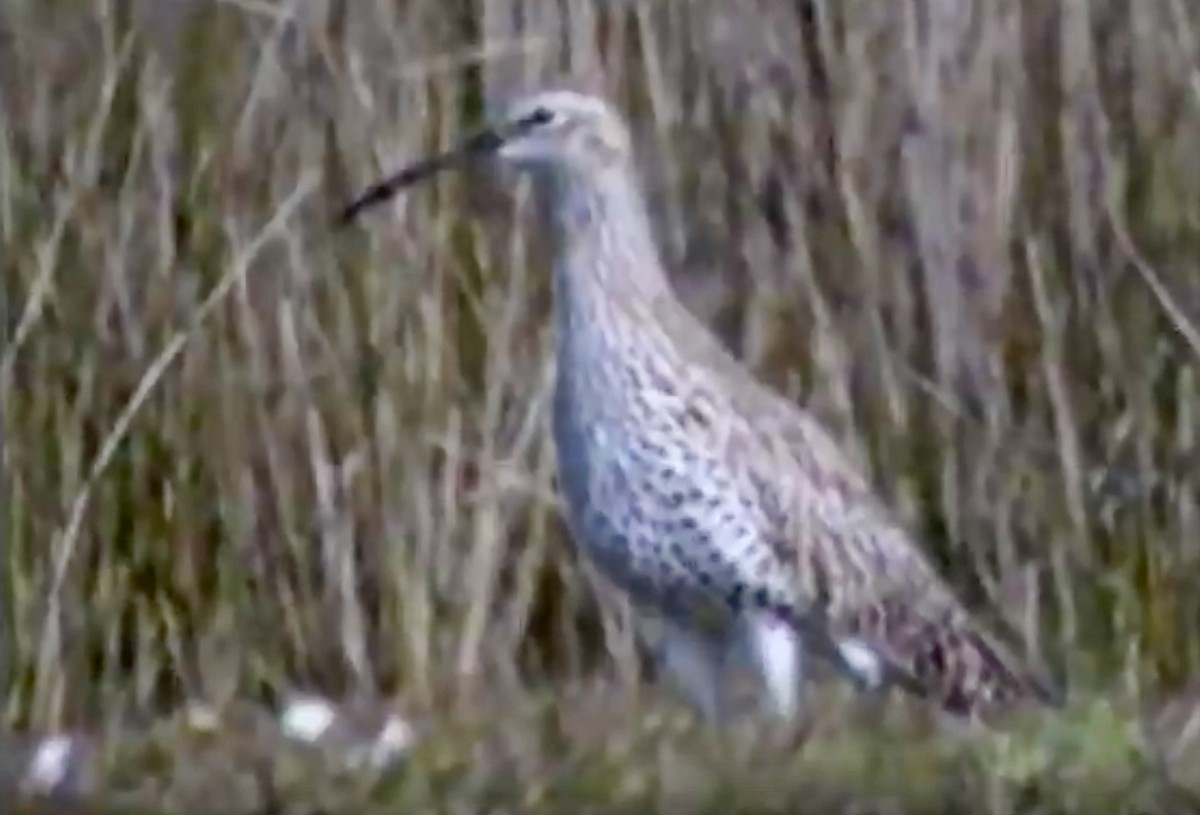 Slender-billed Curlew - ML174452671