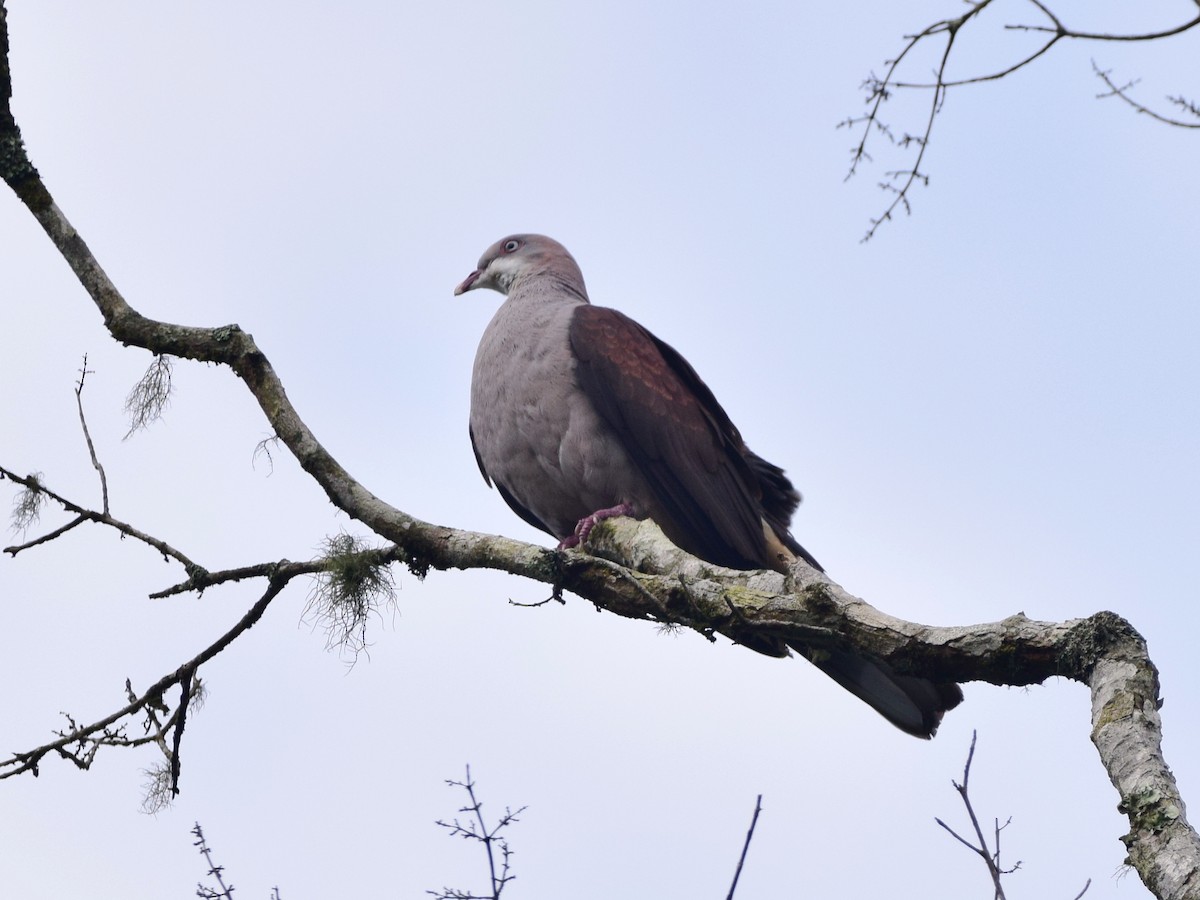 Mountain Imperial-Pigeon - Shafeeq Wilson