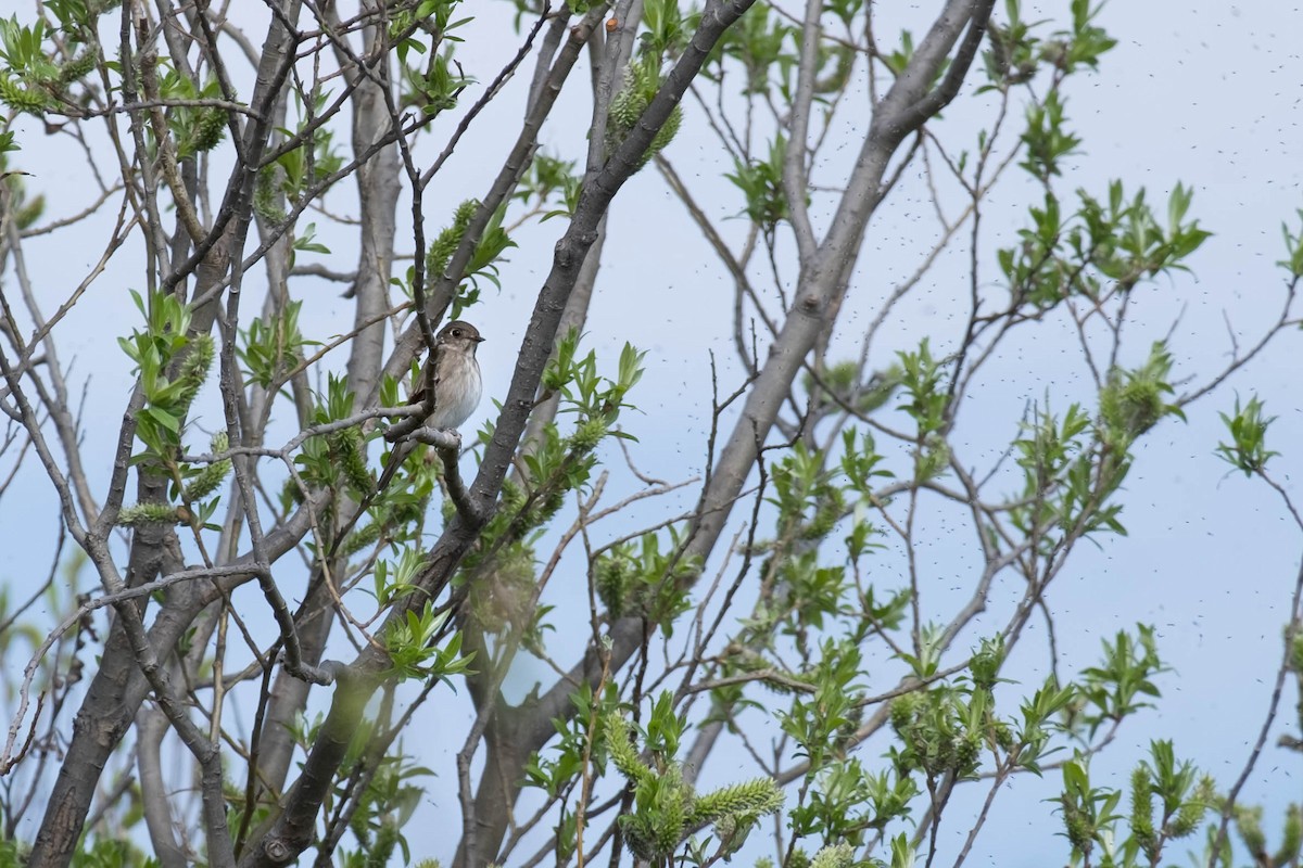 Dark-sided Flycatcher - ML174456001