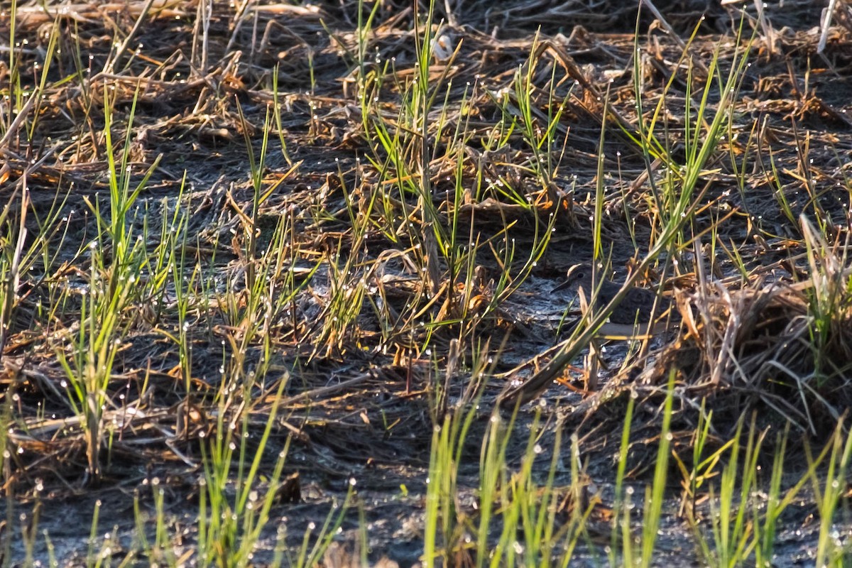 Temminck's Stint - ML174456121