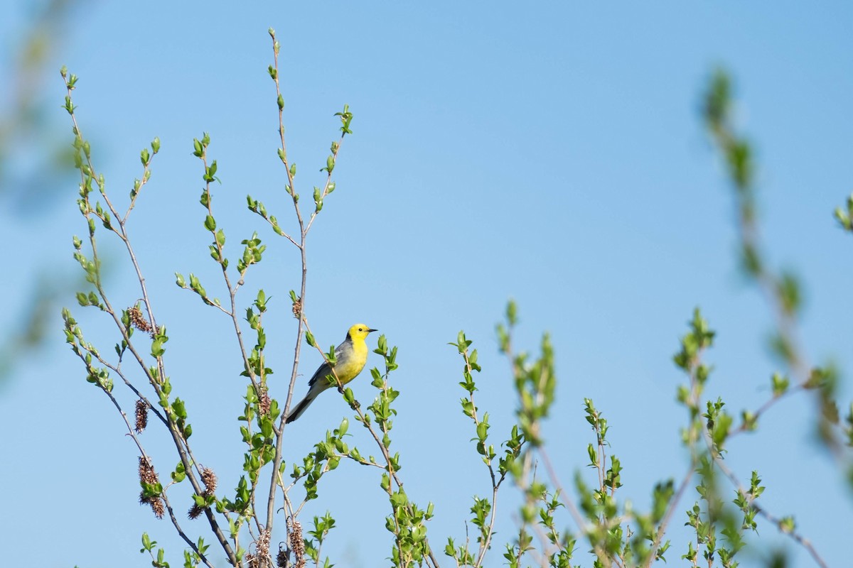 Citrine Wagtail - Leo Damrow