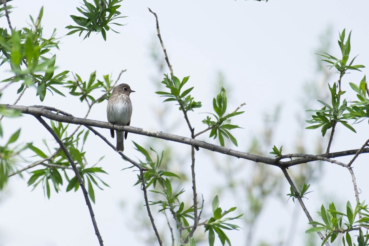 Dark-sided Flycatcher - Leo Damrow