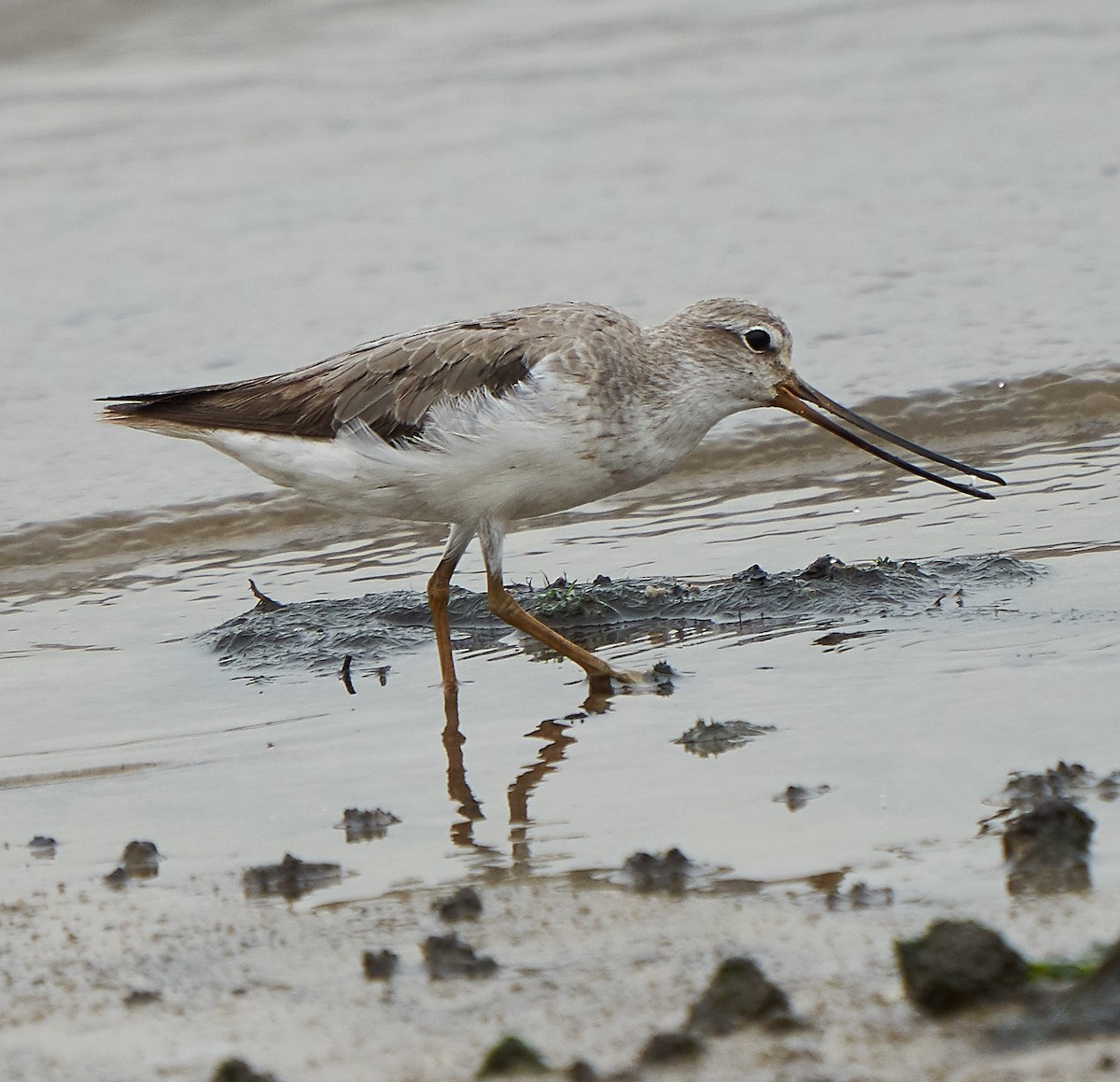 Terek Sandpiper - ML174457341