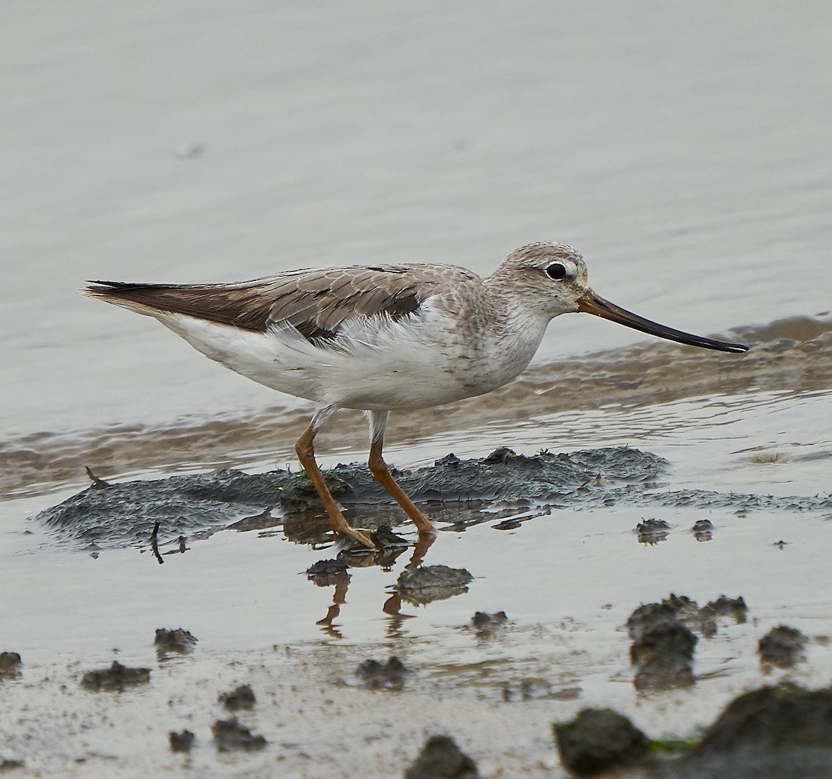 Terek Sandpiper - ML174457441