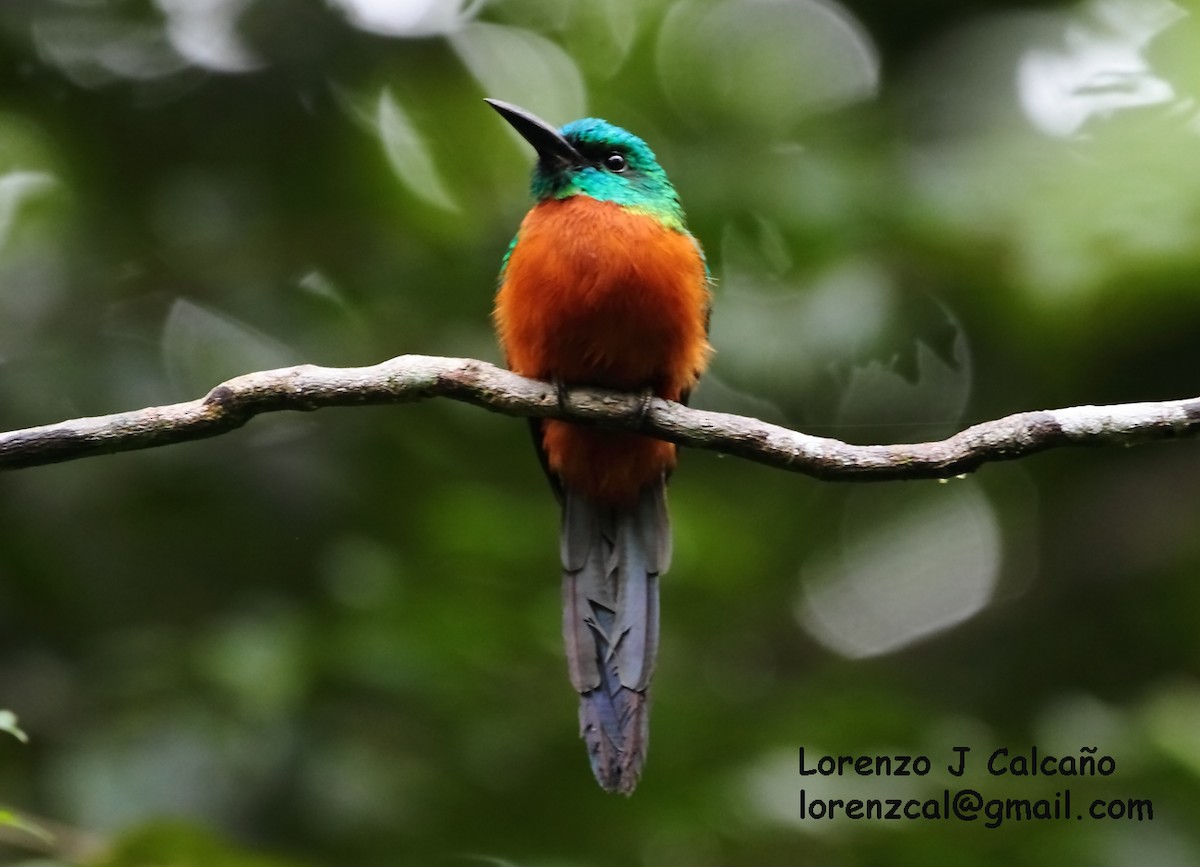 Great Jacamar - Lorenzo Calcaño