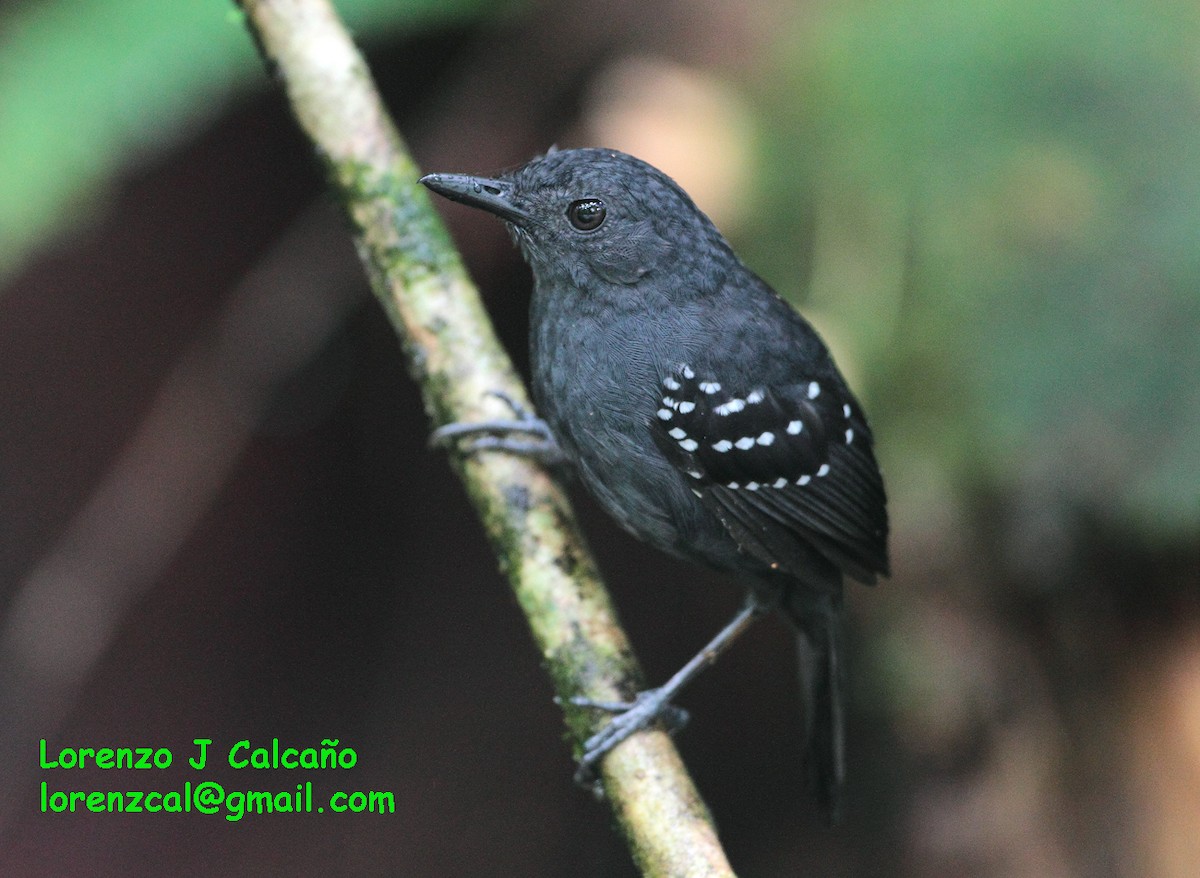 Roraiman Antbird - Lorenzo Calcaño
