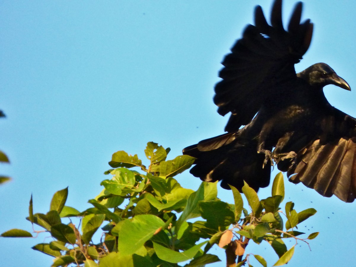 Large-billed Crow - Harish Dobhal