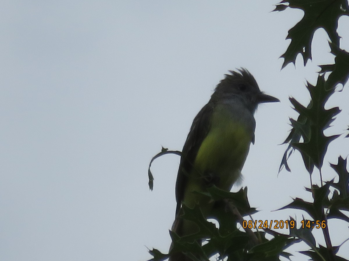 Great Crested Flycatcher - ML174458601