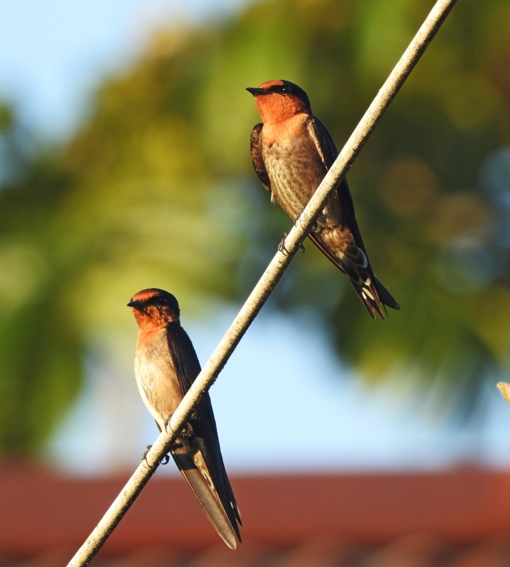 Pacific Swallow - ML174460511