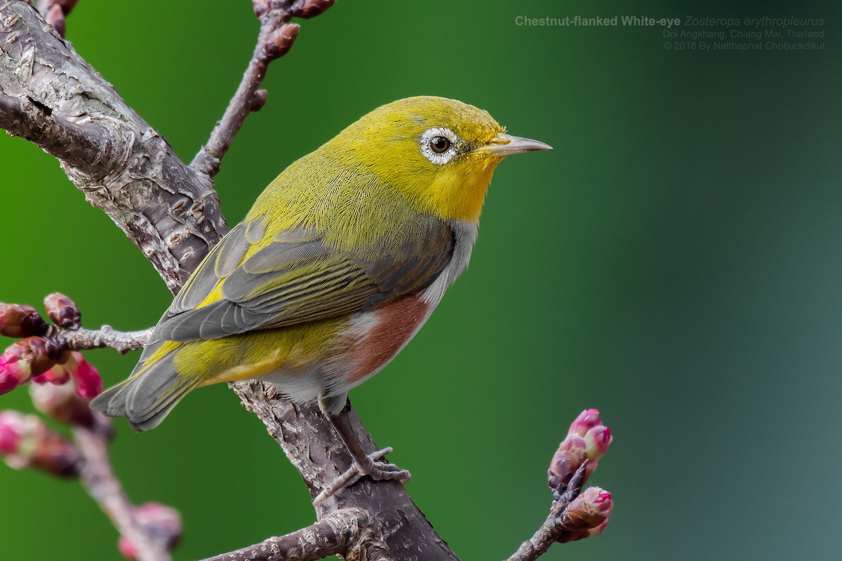 Chestnut-flanked White-eye - Natthaphat Chotjuckdikul