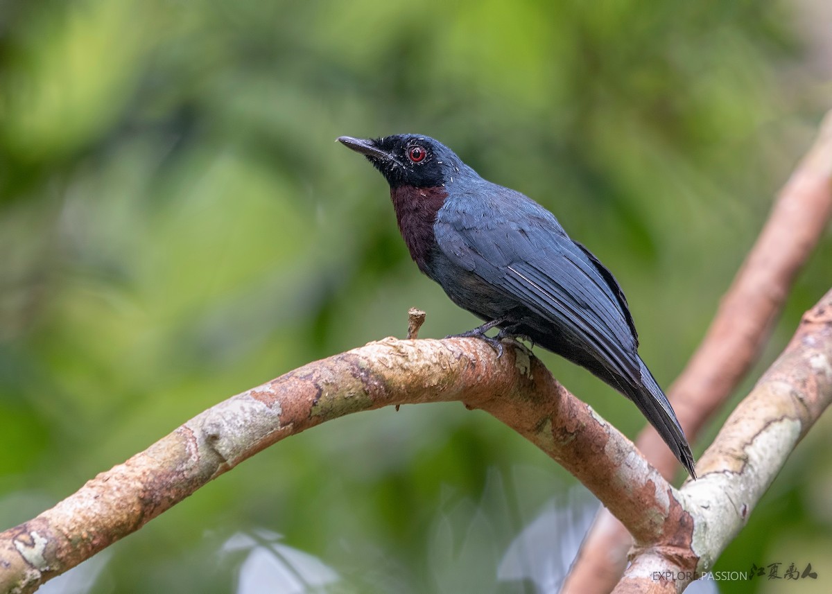 Maroon-breasted Philentoma - Wai Loon Wong