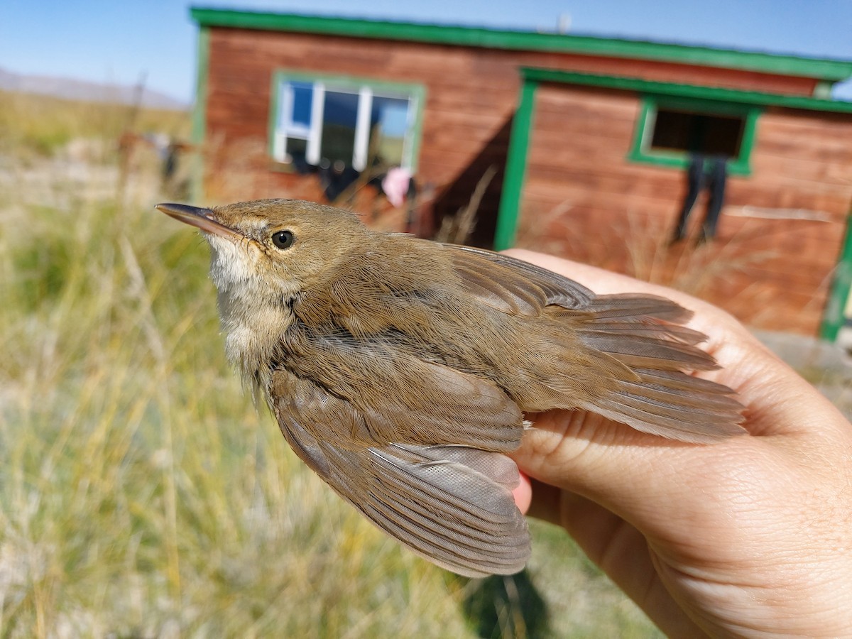 Blyth's Reed Warbler - ML174465791