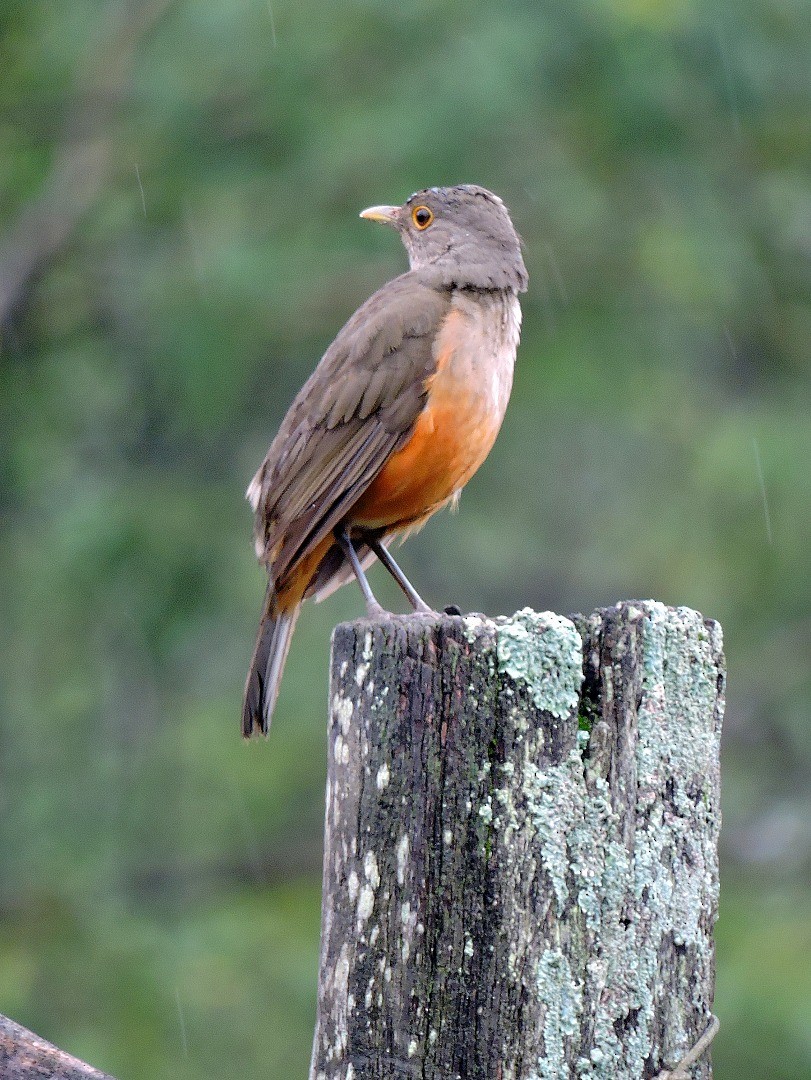 Rufous-bellied Thrush - ML174466611