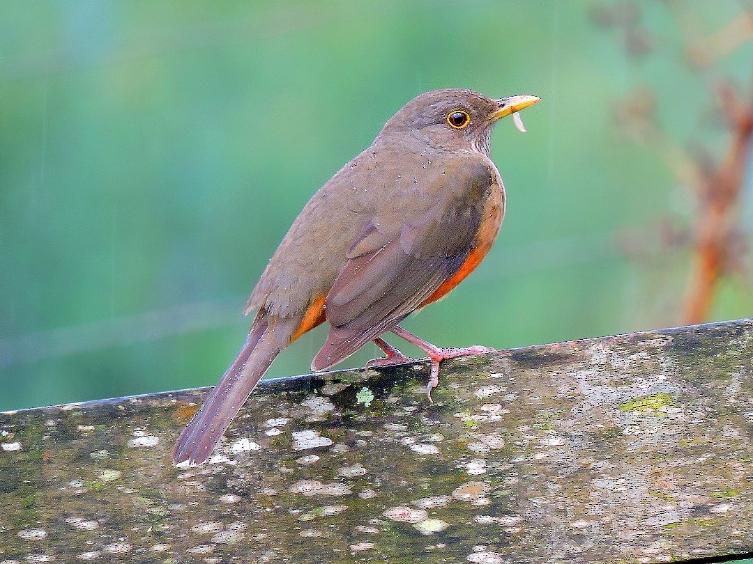 Rufous-bellied Thrush - ML174466631