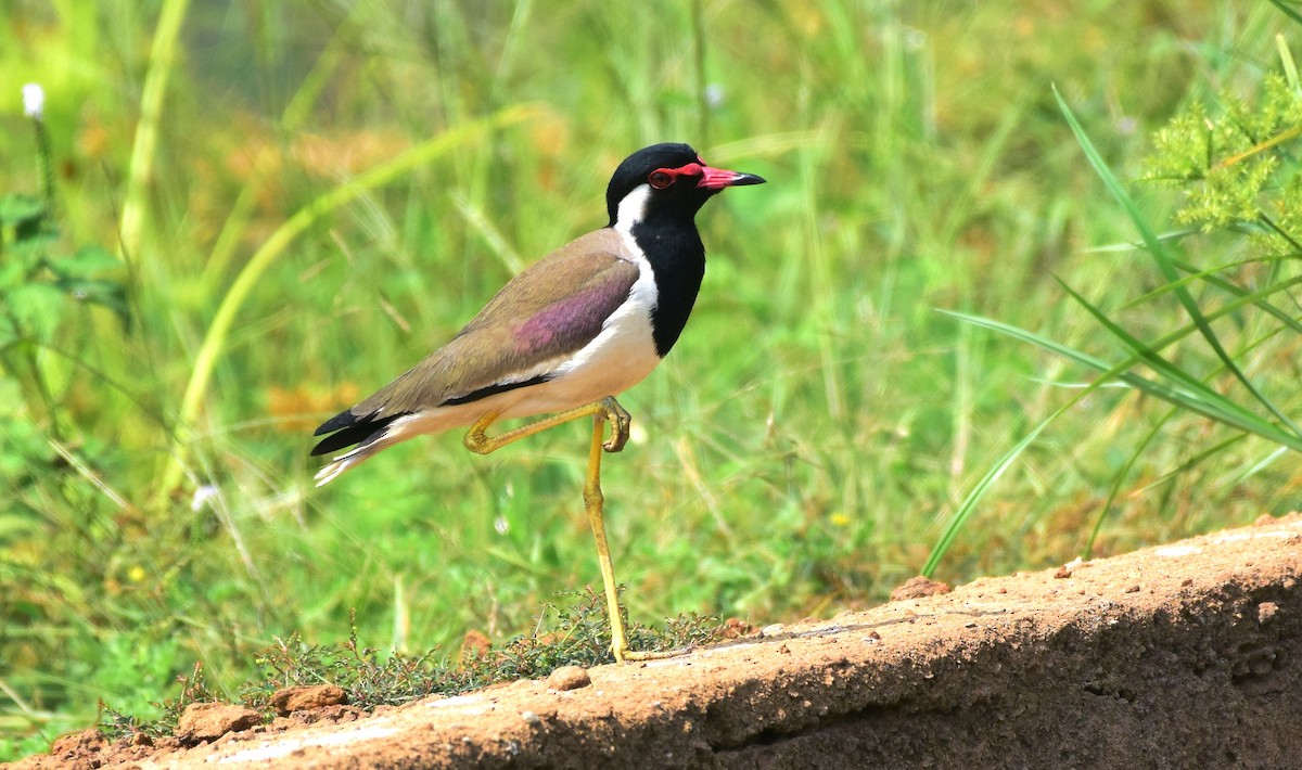 Red-wattled Lapwing - ML174471111