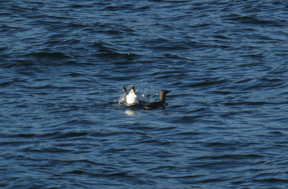 Common Murre - Gary Shugart