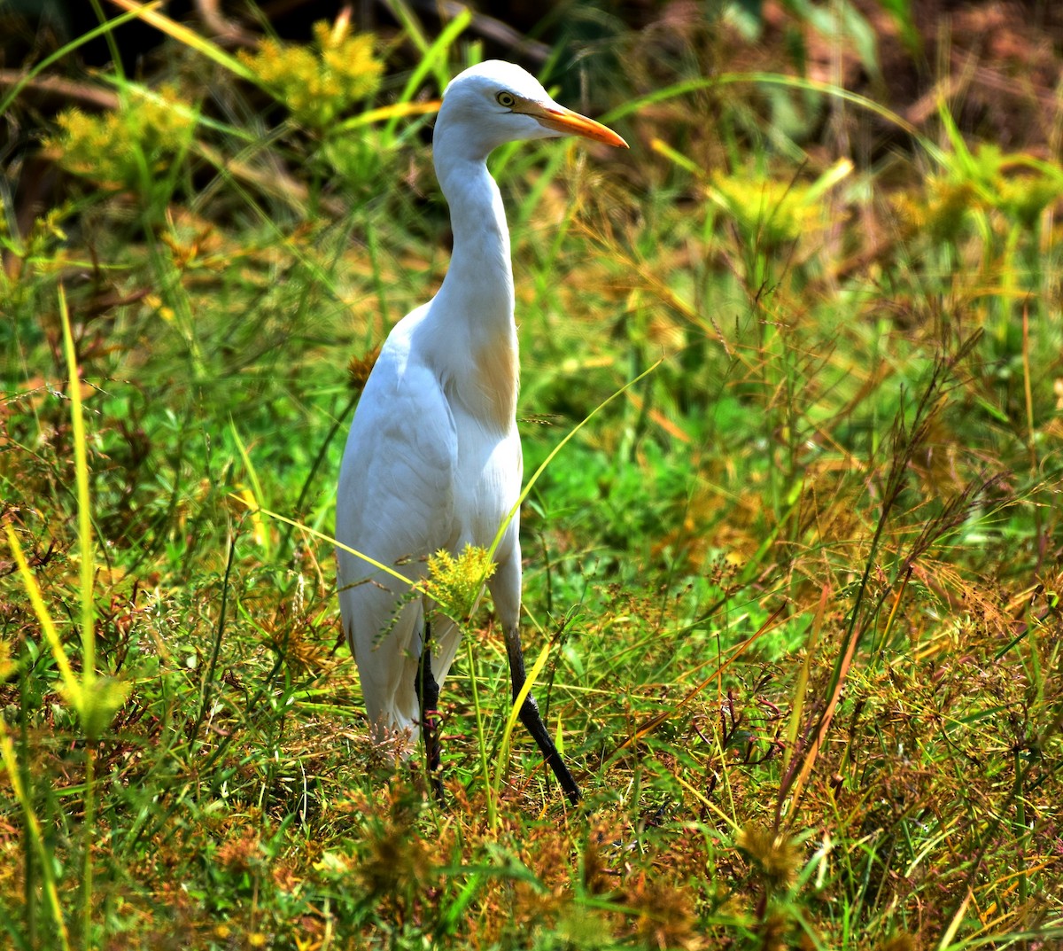 Eastern Cattle Egret - ML174471421