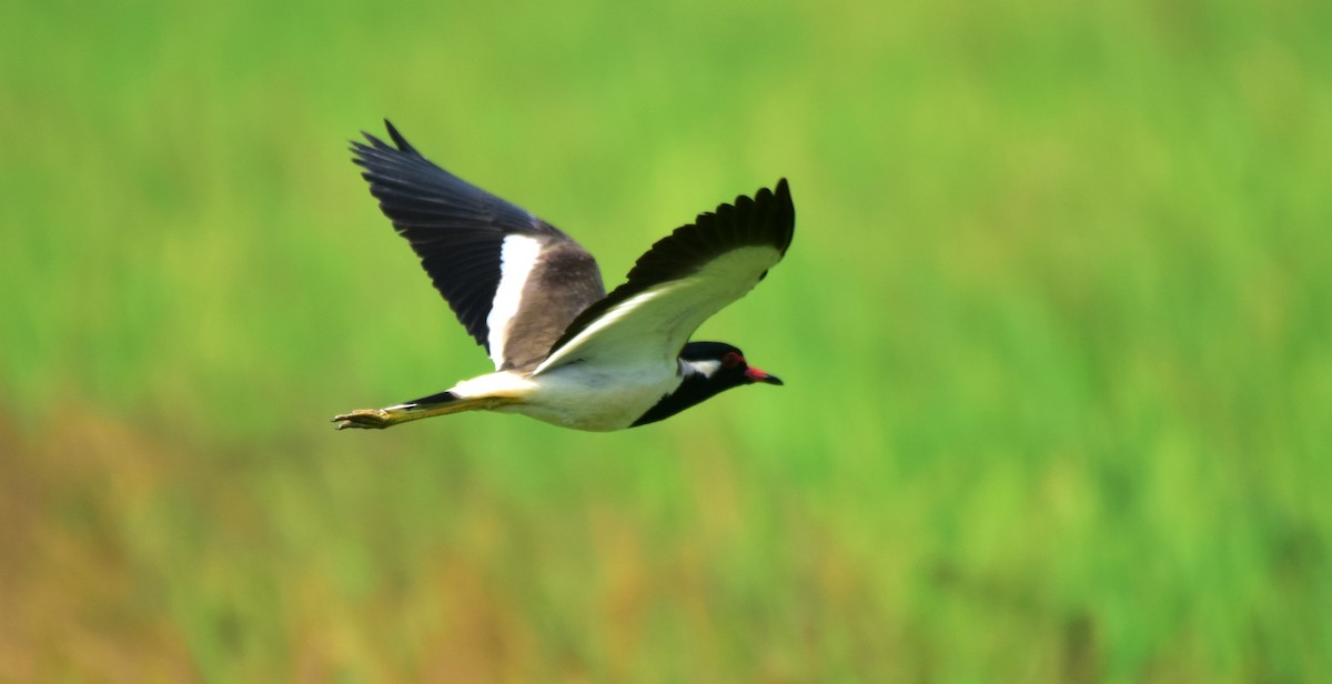 Red-wattled Lapwing - ML174471611