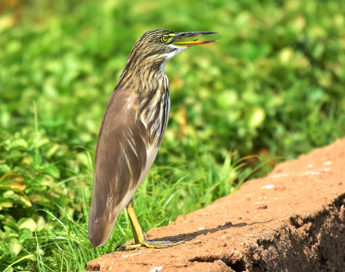 Indian Pond-Heron - ML174472431