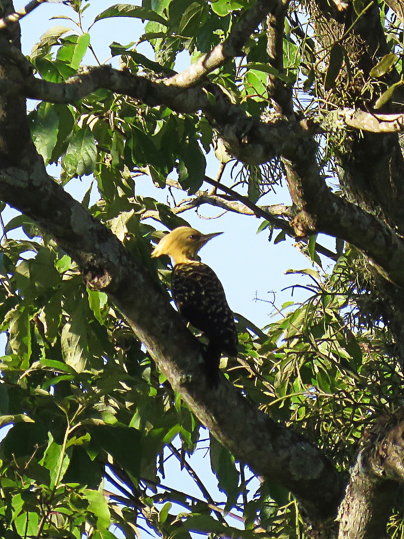 Blond-crested Woodpecker - Fábio Luís Mello