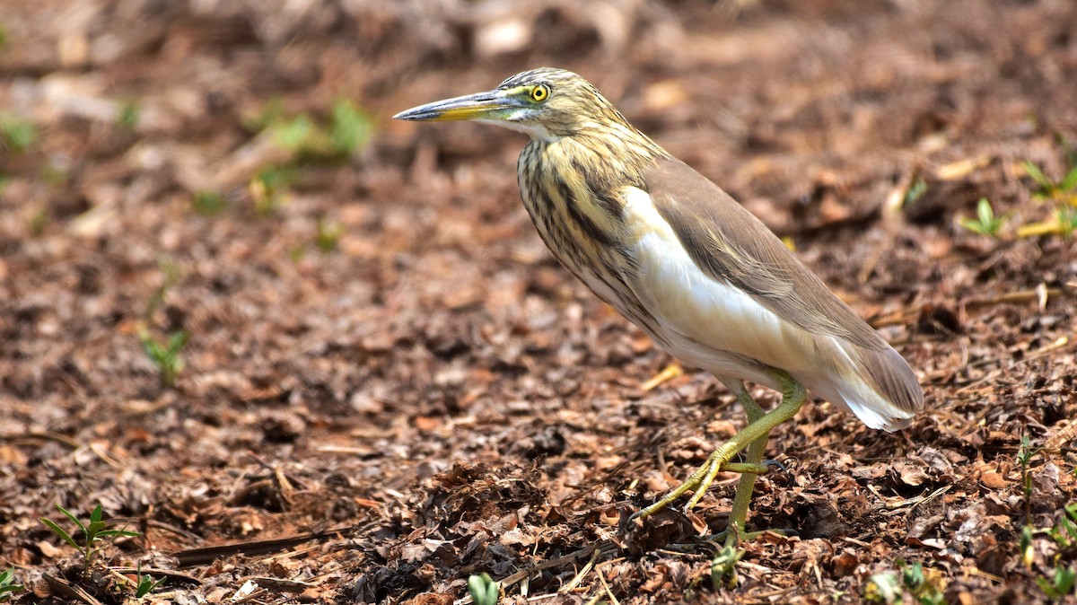 Indian Pond-Heron - ML174472561