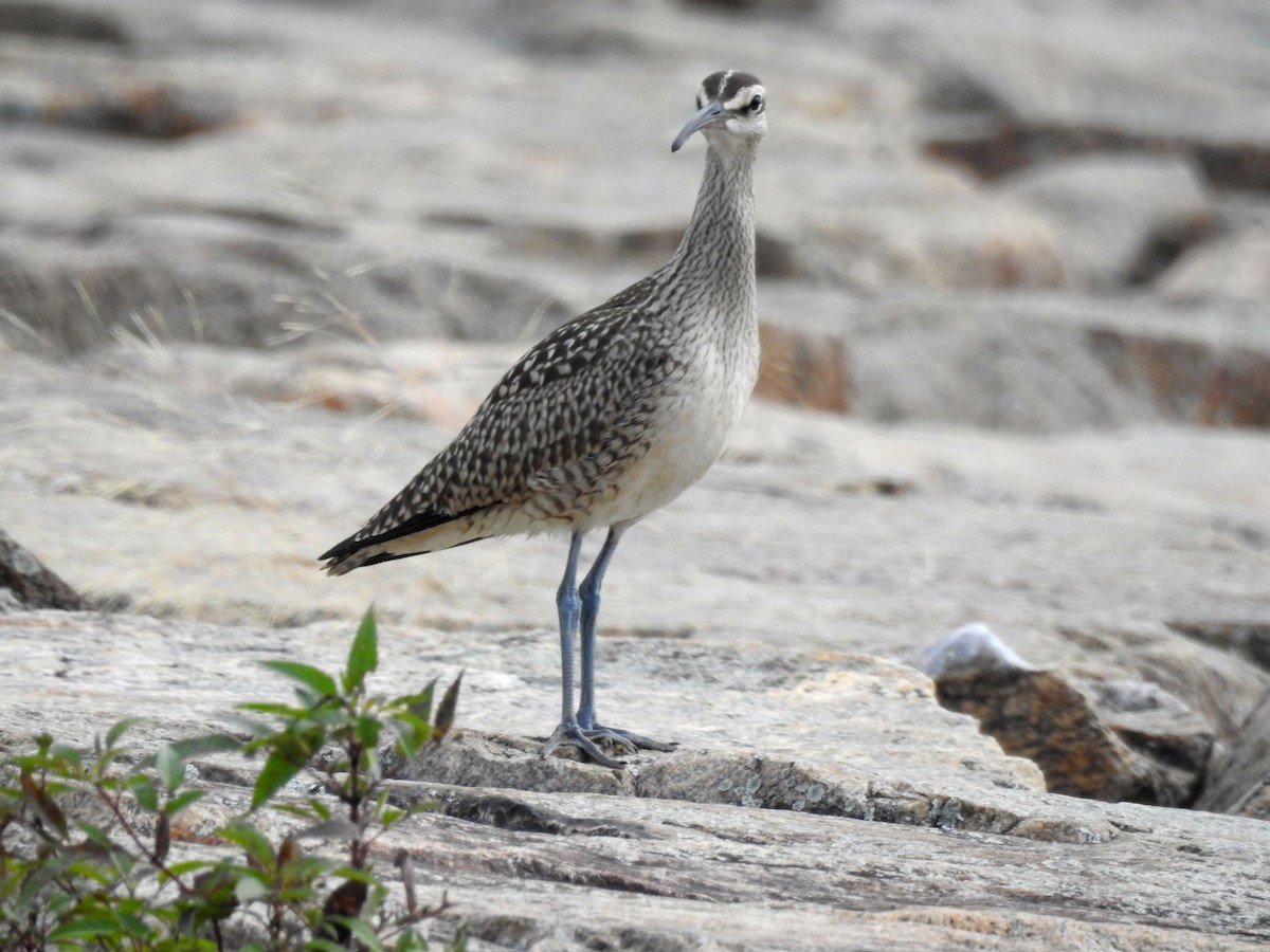 Regenbrachvogel - ML174472681