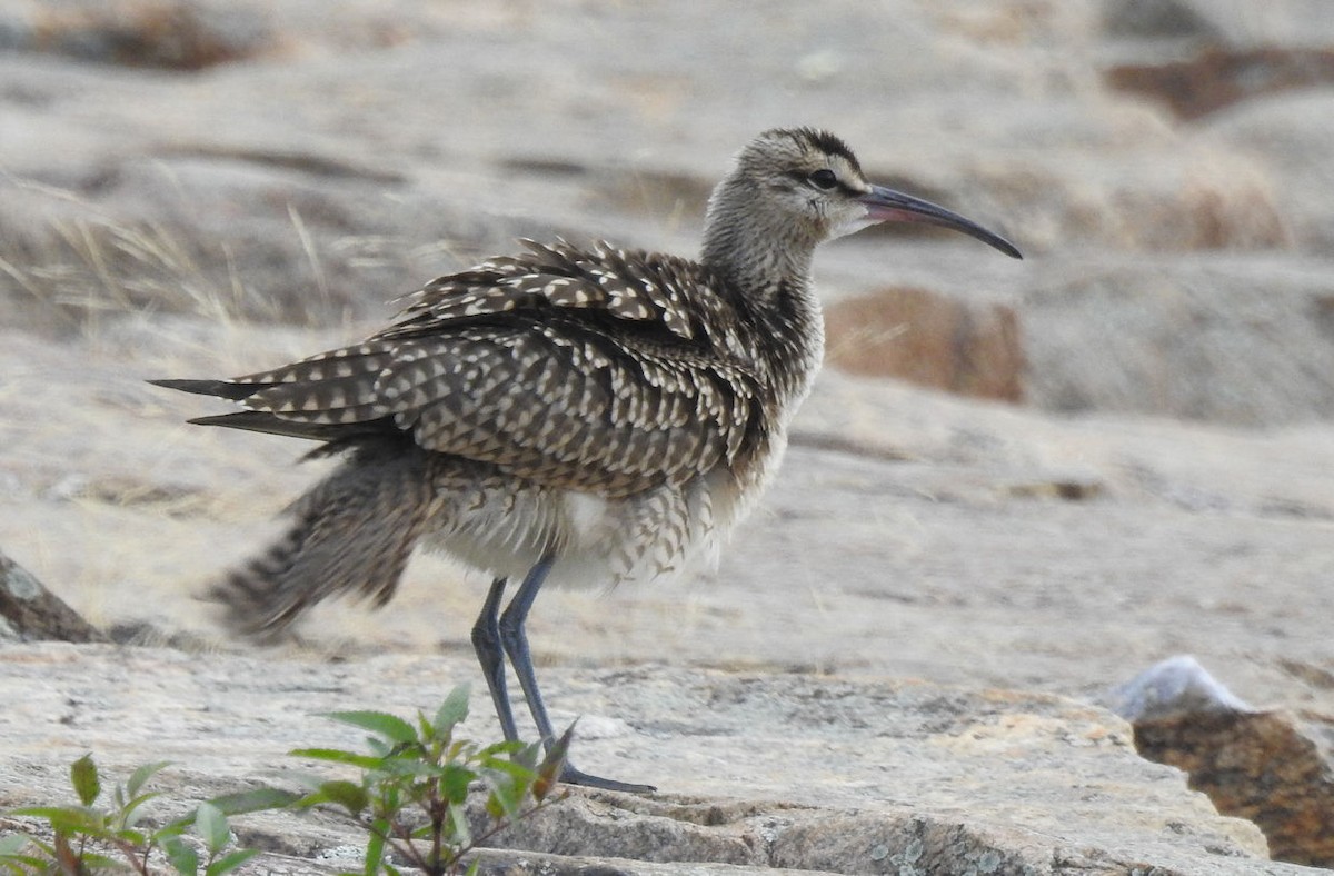 Regenbrachvogel - ML174472711