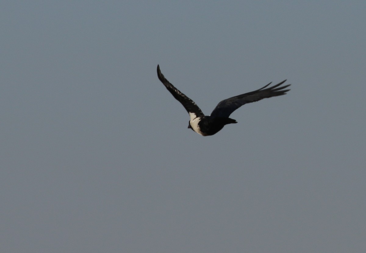 Pied Crow - ML174474321