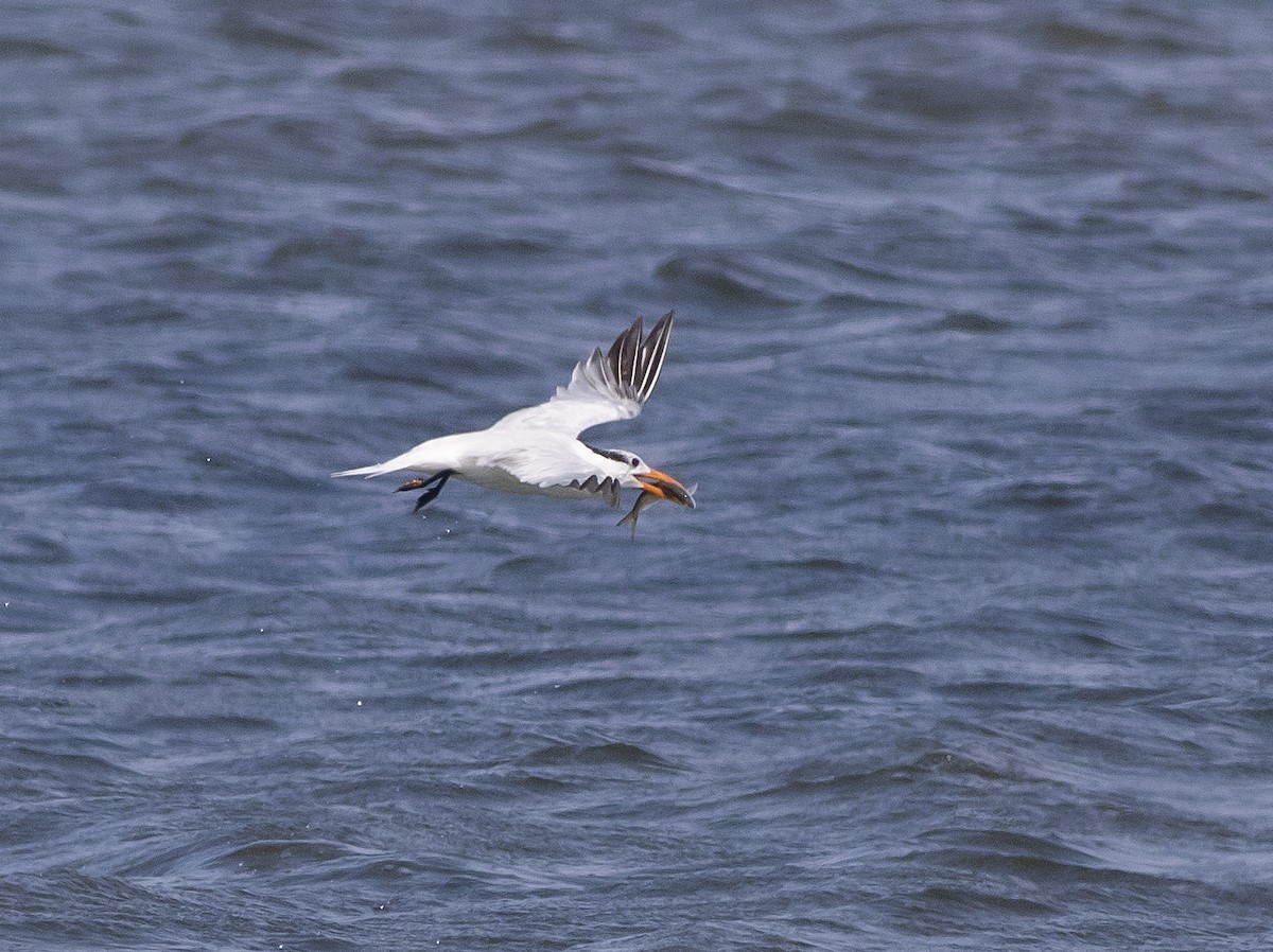 Royal Tern - ML174475151