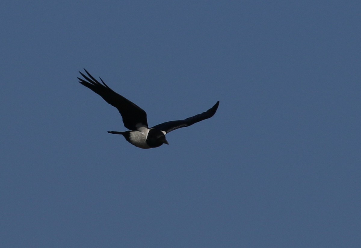 Pied Crow - ML174475601