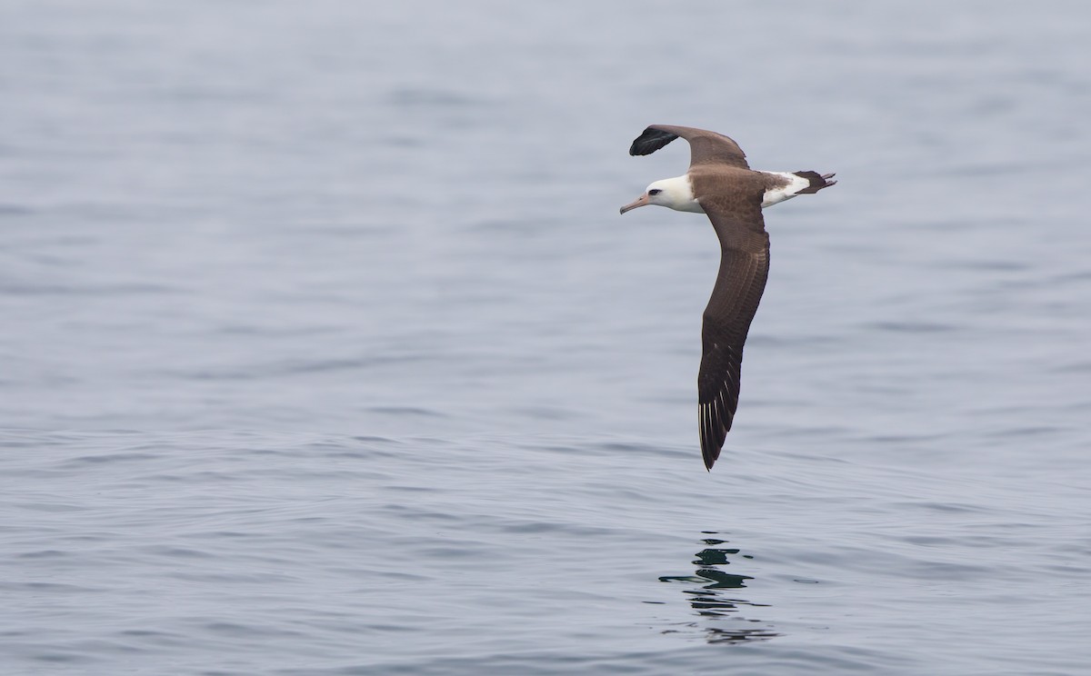 Laysan Albatross - Steve Kelling