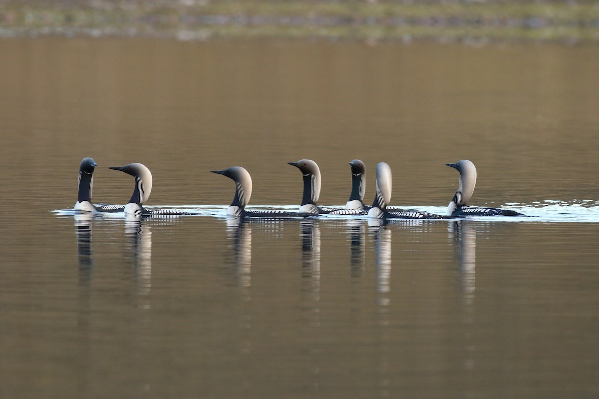 Pacific Loon - Christian Marcotte