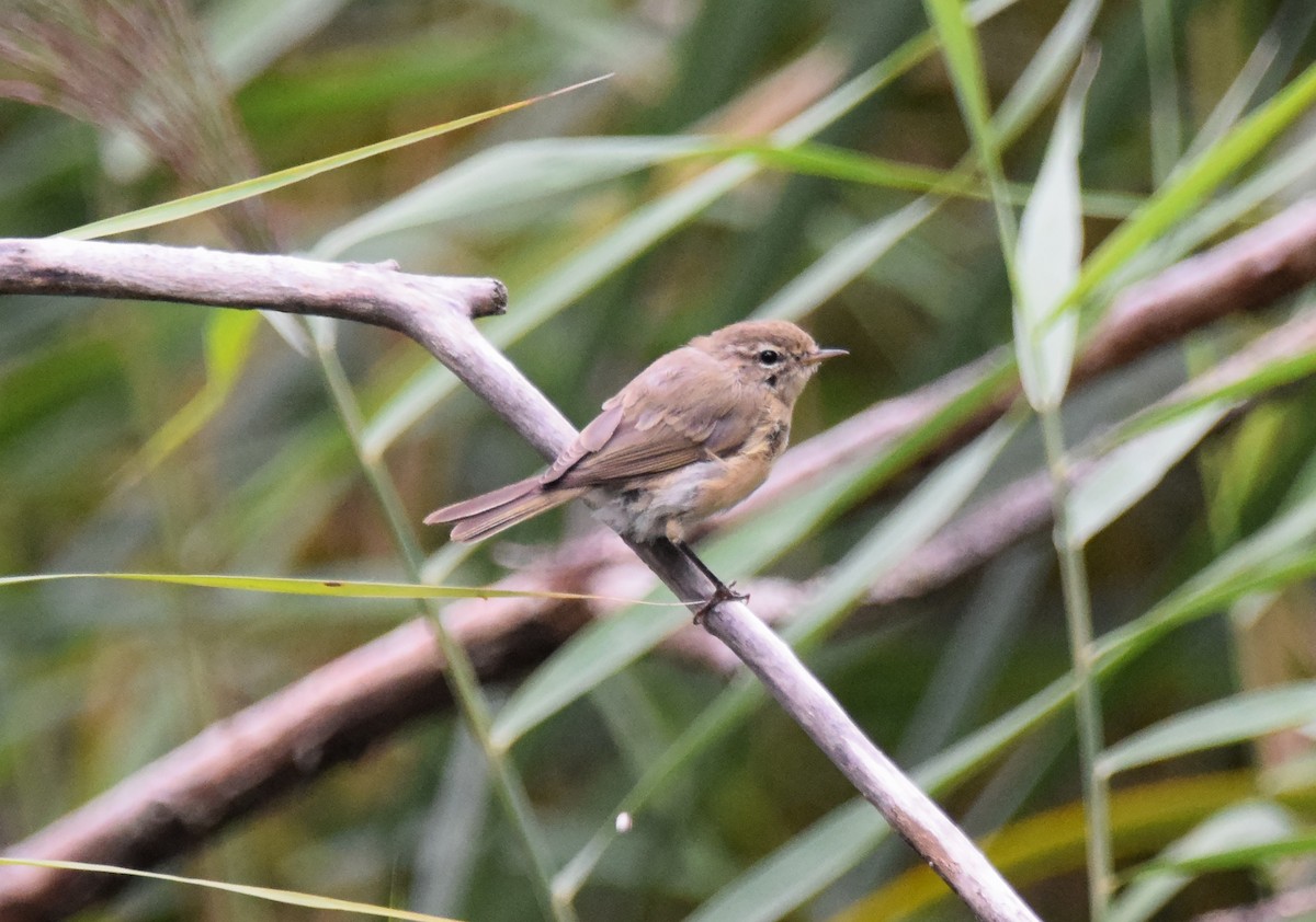 Common Chiffchaff (Common) - A Emmerson